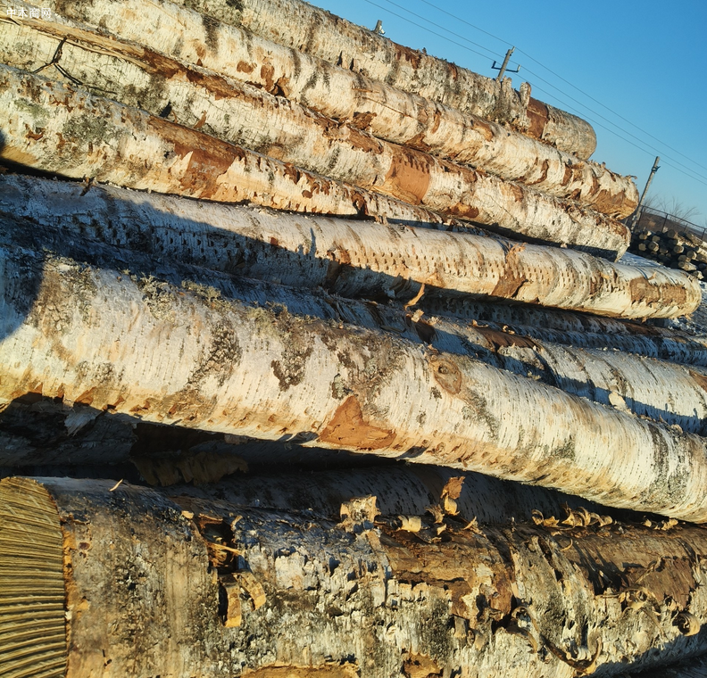 江苏新民洲港口原木价格行情