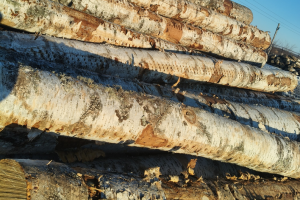 江苏新民洲港口原木价格行情