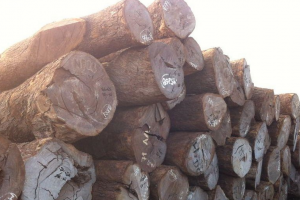 莫桑比克对400个集装箱原木出口立案调查