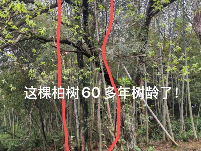 60多年柏树出售