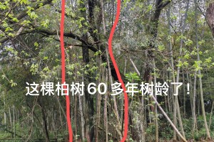 60多年柏树出售