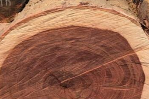 缅甸 / 老挝铁刀木价格行情