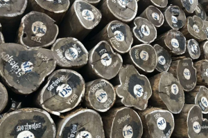 非洲黑鸡翅价格行情最新消息新闻