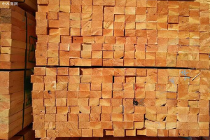 巴西帕拉州木材出口“爆单”，单月增长狂飙106%