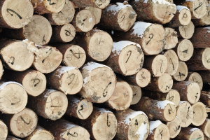 小木材撬动大市场 精河县木业企业产销两旺