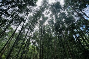 南洋胡桃木是什么木材 南洋胡桃木是什么木材