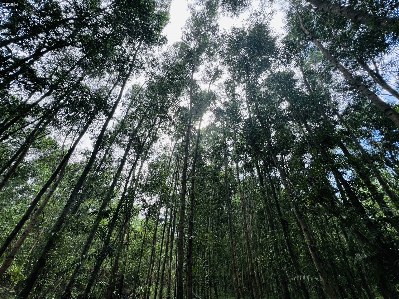 实木科普，南洋黑胡桃木的材质优势与市场辨别