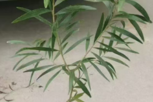 918博天堂捕鱼